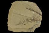 Dawn Redwood (Metasequoia) Fossils - Montana #142568-1